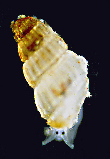 Chrysallida viva